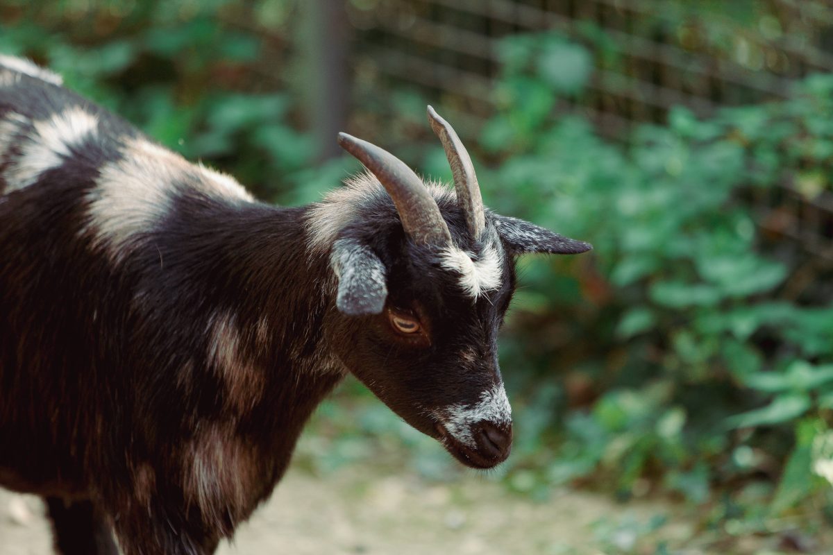 Tierpark bei Berlin