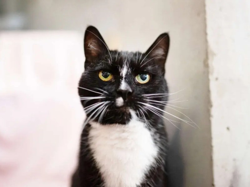 Katze Mia wartet im Tierheim Berlin auf ihr großes Glück.