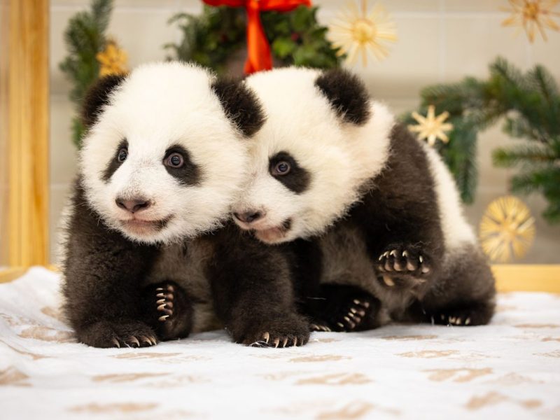 Zoo und Tierpark Berlin