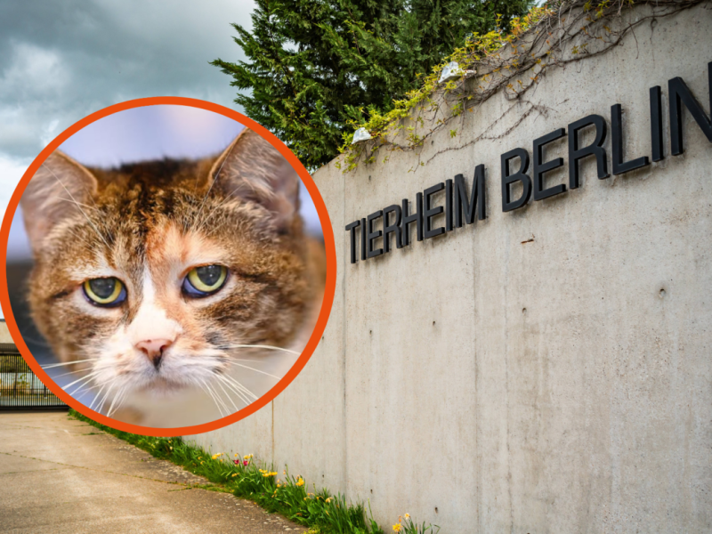 Tierheim Berlin
