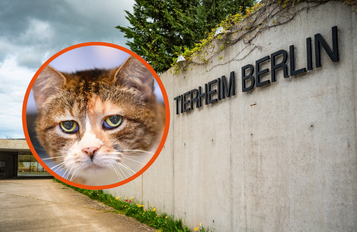 Tierheim Berlin