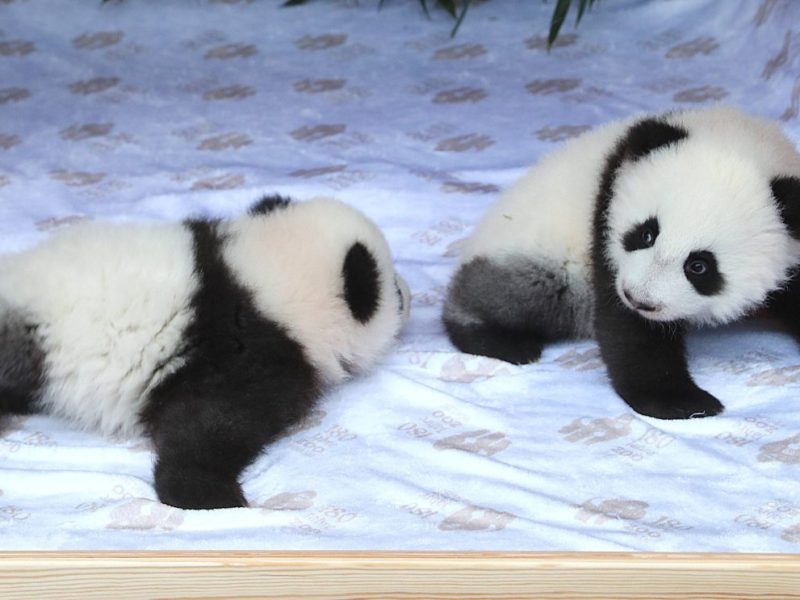 Zoo Berlin