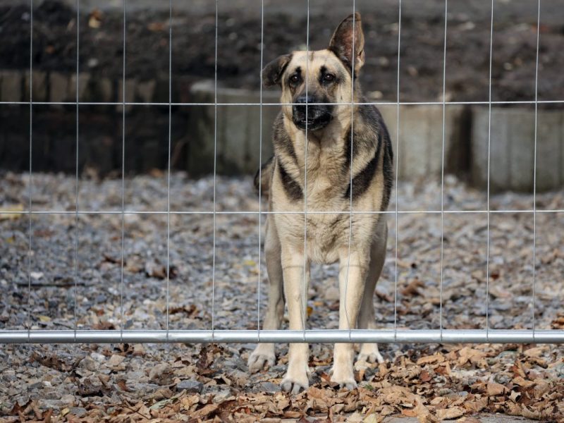 Hunde in Berlin