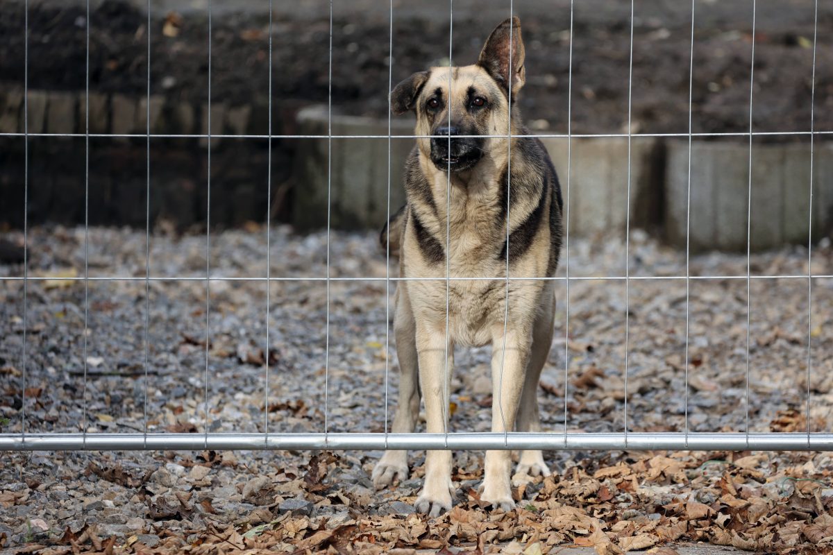 Hunde in Berlin