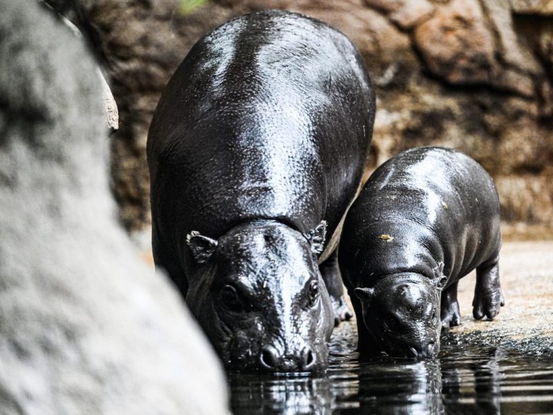 Zoo Berlin