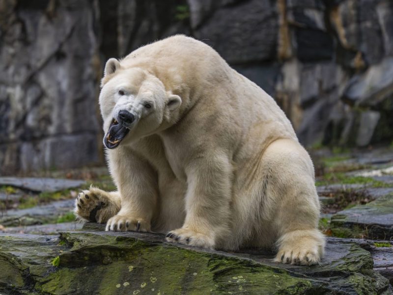 Zoo und Tierpark Berlin