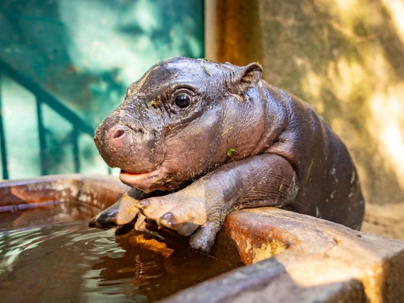 Zoo Berlin