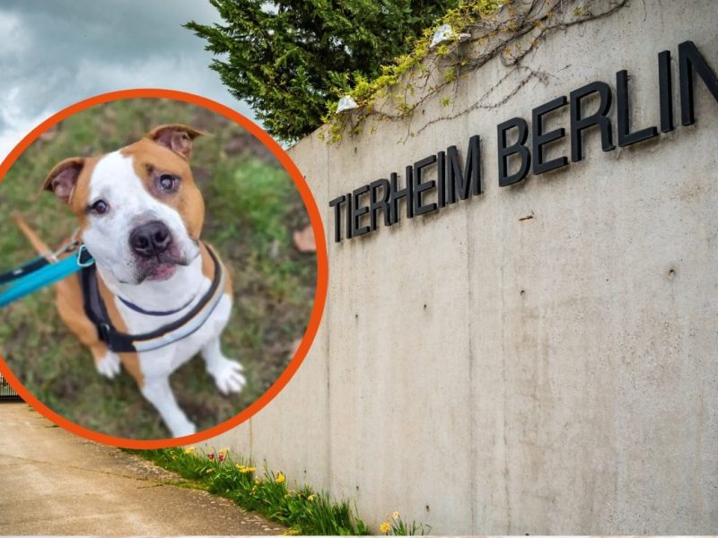 Tierheim Berlin