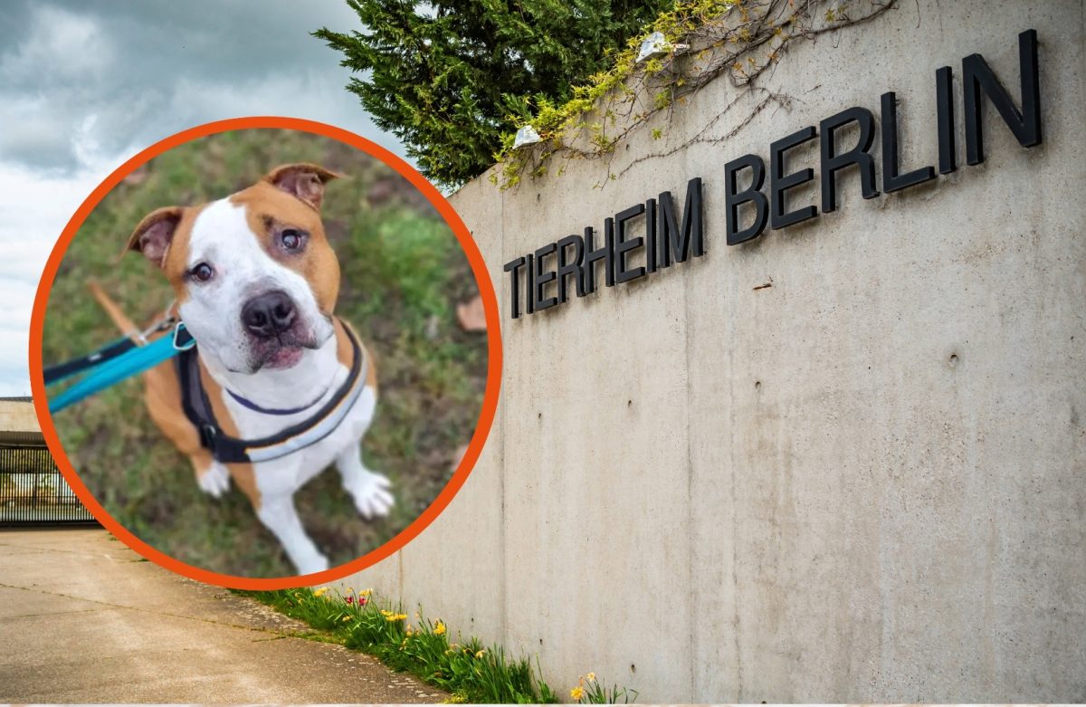 Tierheim Berlin