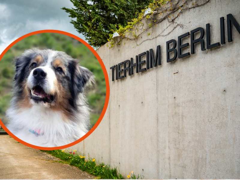 Tierheim Berlin