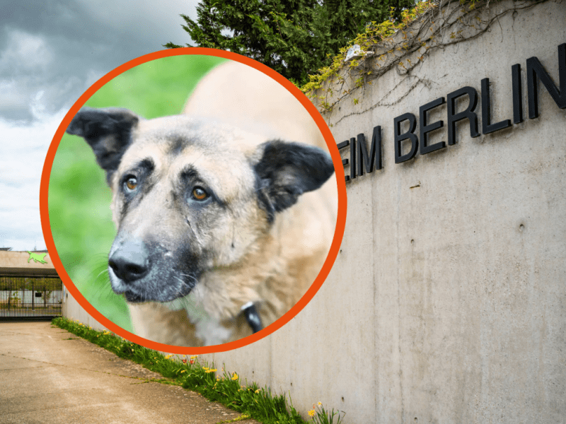Tierheim Berlin