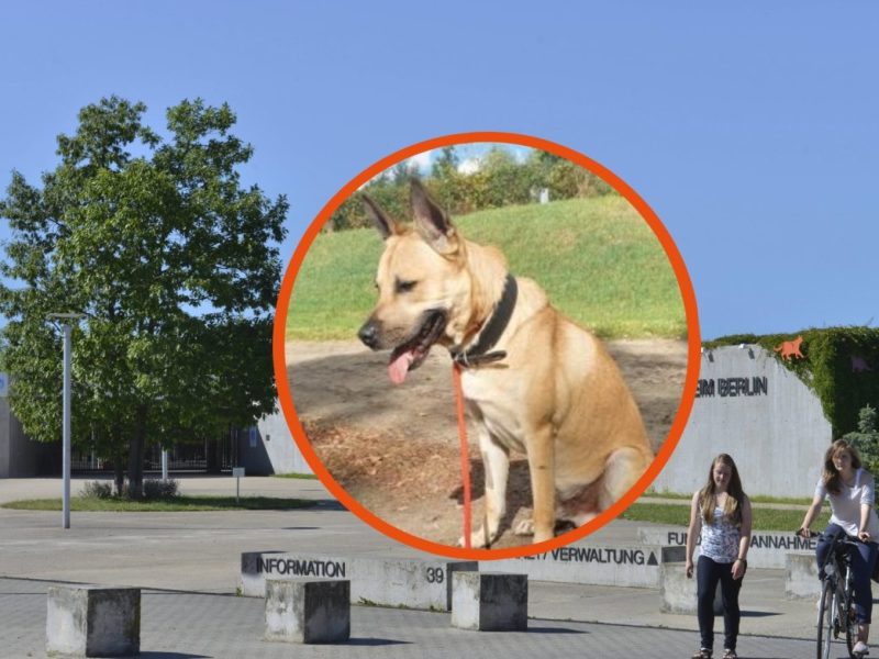 Tierheim Berlin