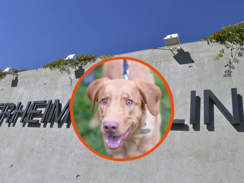 Tierheim Berlin