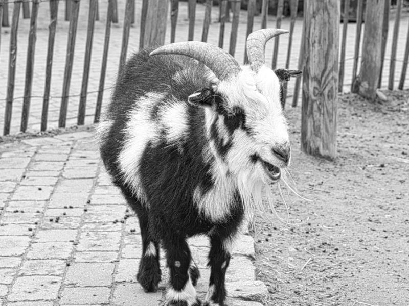 Zoo & Tierpark Berlin