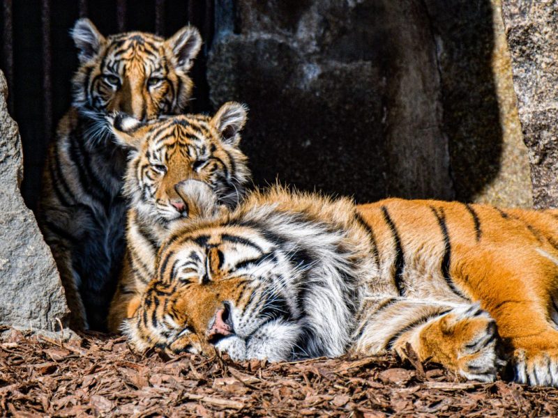 Tierpark Berlin
