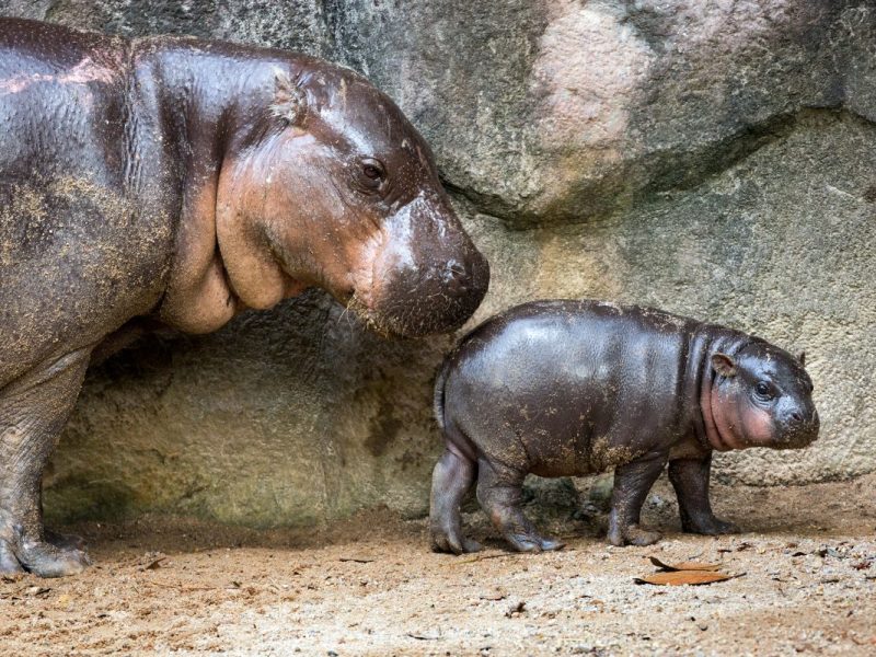 Zoo Berlin