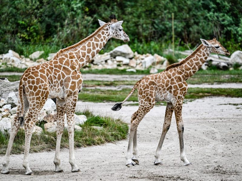 Tierpark Berlin