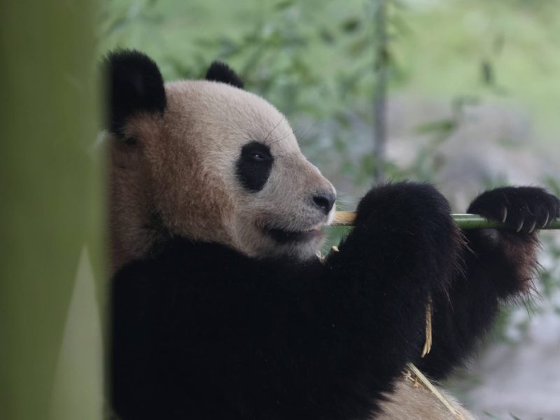 Zoo Berlin