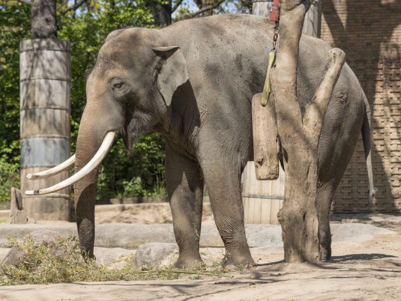 Zoo Berlin