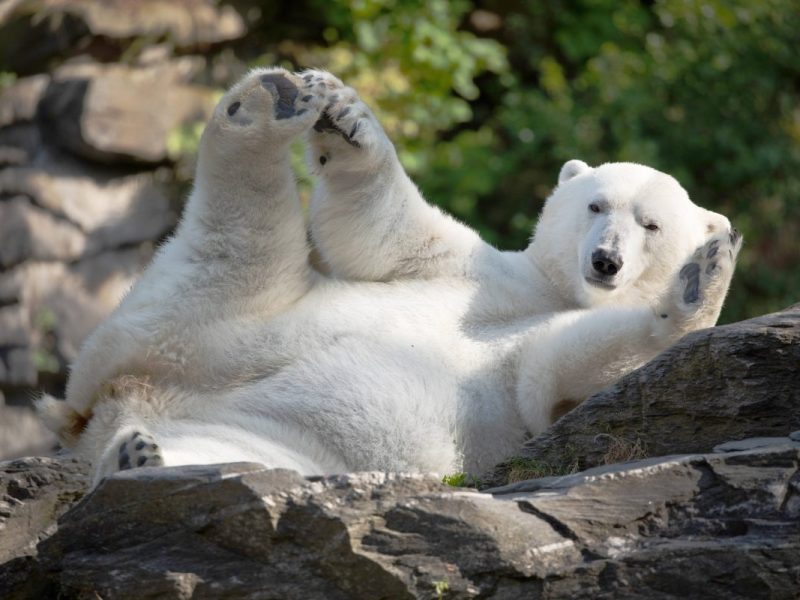 Tierpark Berlin