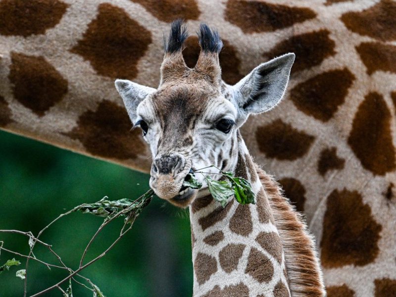Zoo & Tierpark Berlin