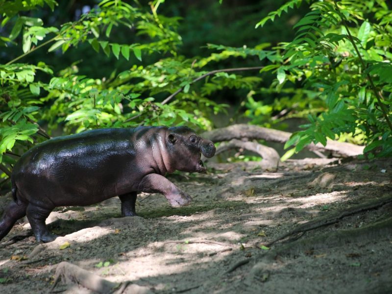 Zoo Berlin