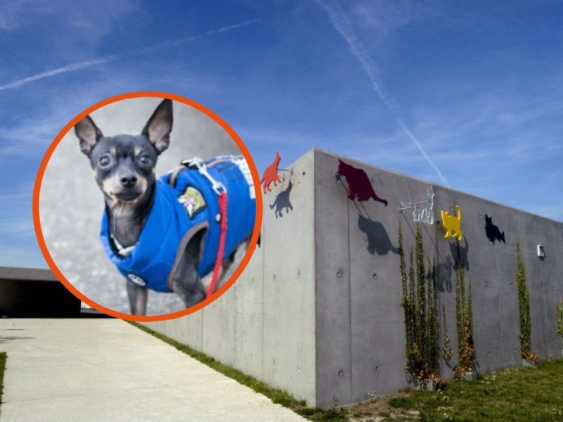 Tierheim Berlin
