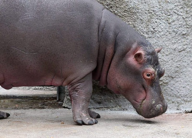 Zoo Berlin