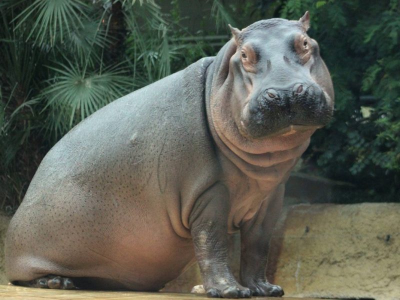 Zoo Berlin