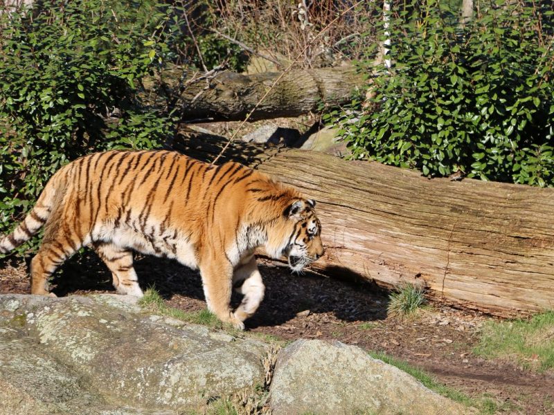 Tierpark Berlin