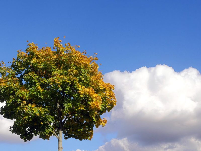 Wetter in Berlin & Brandenburg