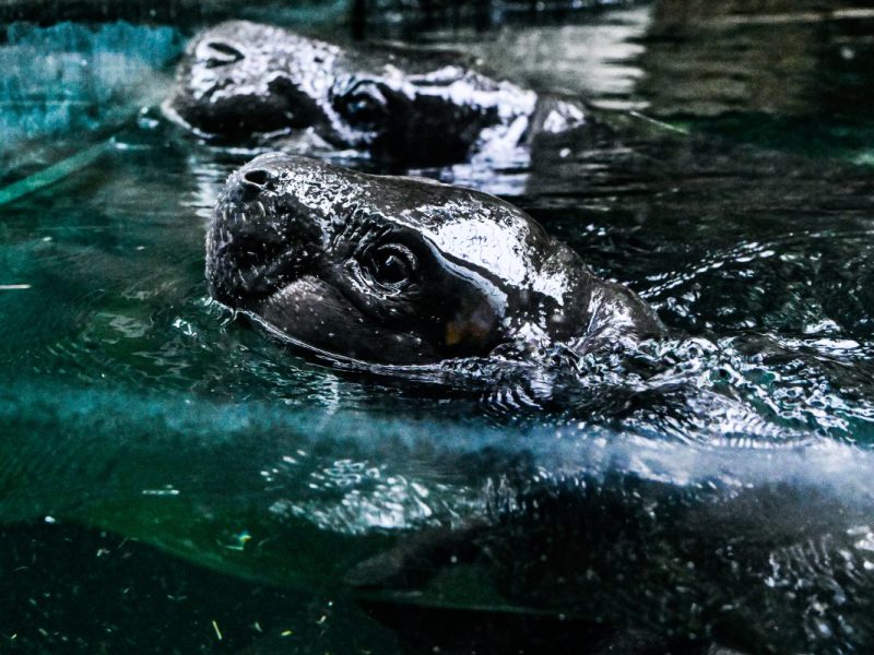 Zoo Berlin