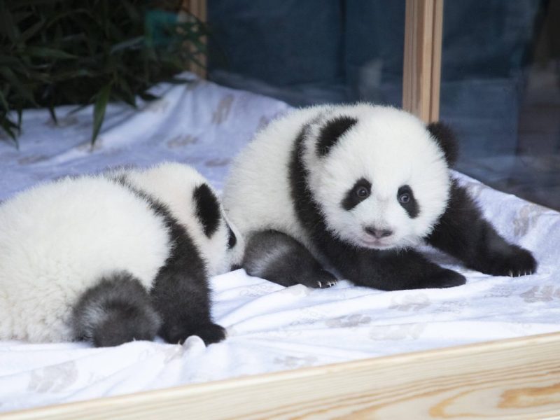 Zoo Berlin