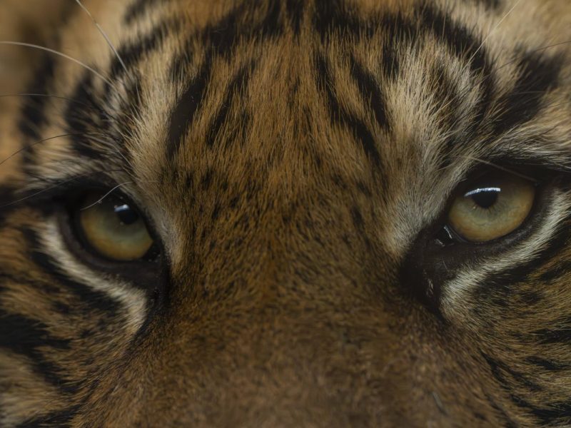Tierpark Berlin