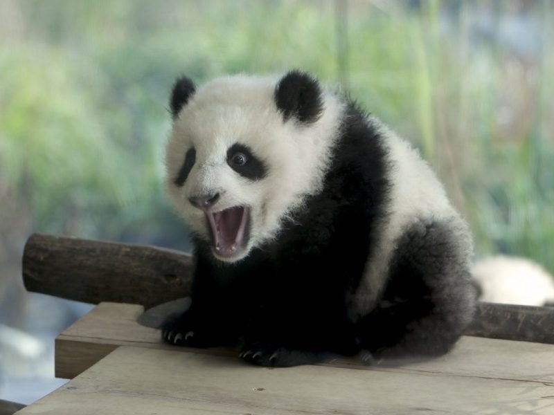 Zoo und Tierpark Berlin