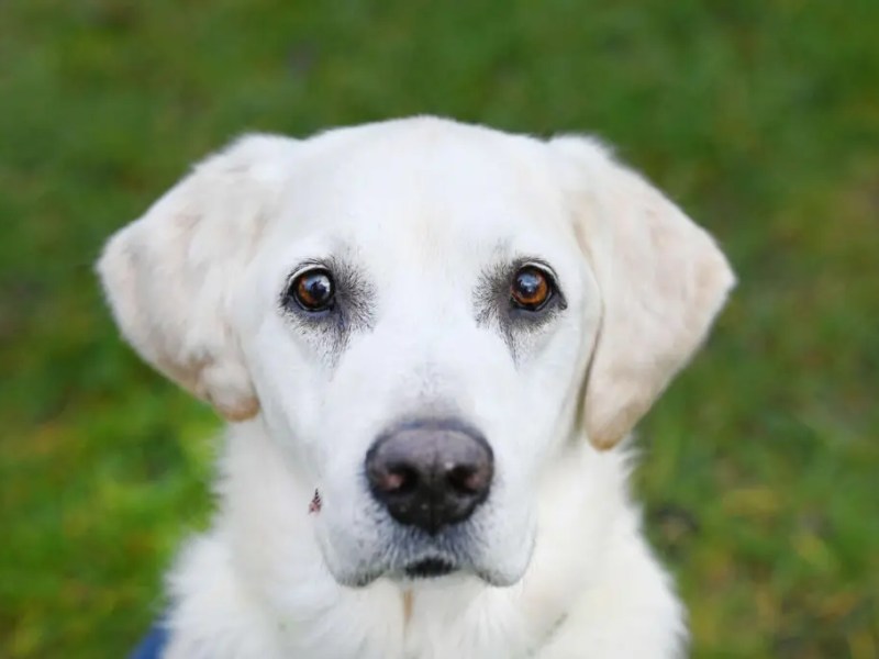 Bislang wohnt Milow im Tierheim Berlin.