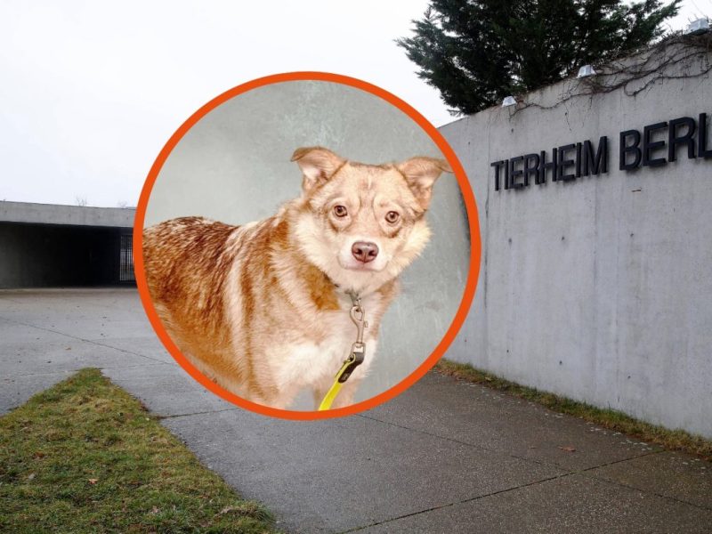 Tierheim Berlin
