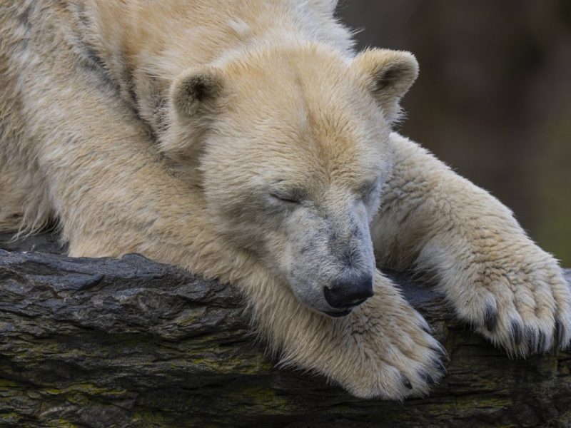 Tierpark Berlin alarmiert â€“ â€žDen EisbÃ¤ren gehtâ€™s nicht gutâ€œ