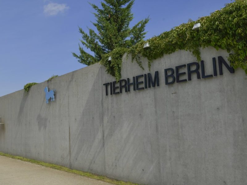 Tierheim Berlin