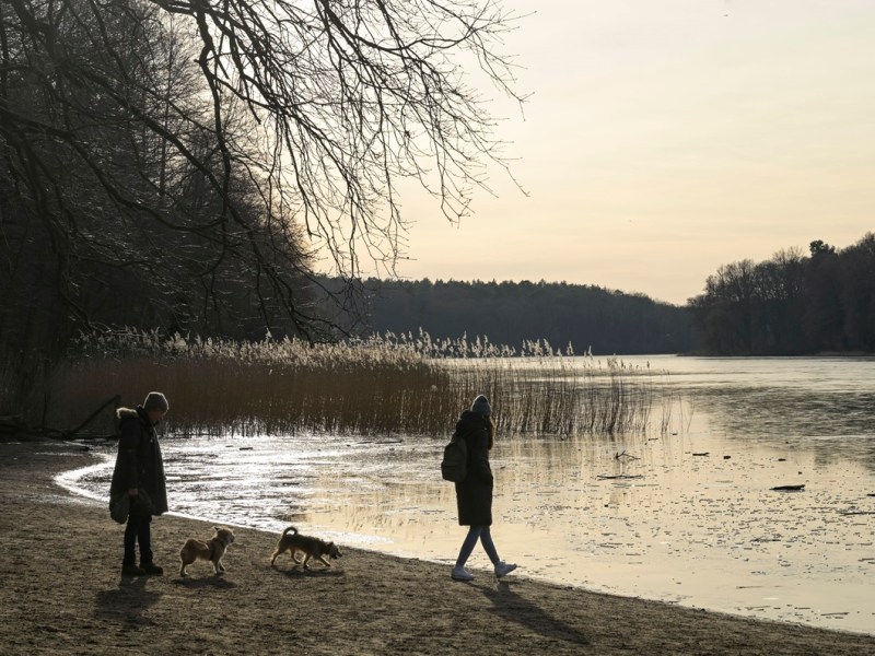 Hunde spielen abends an einem See in Berlin.