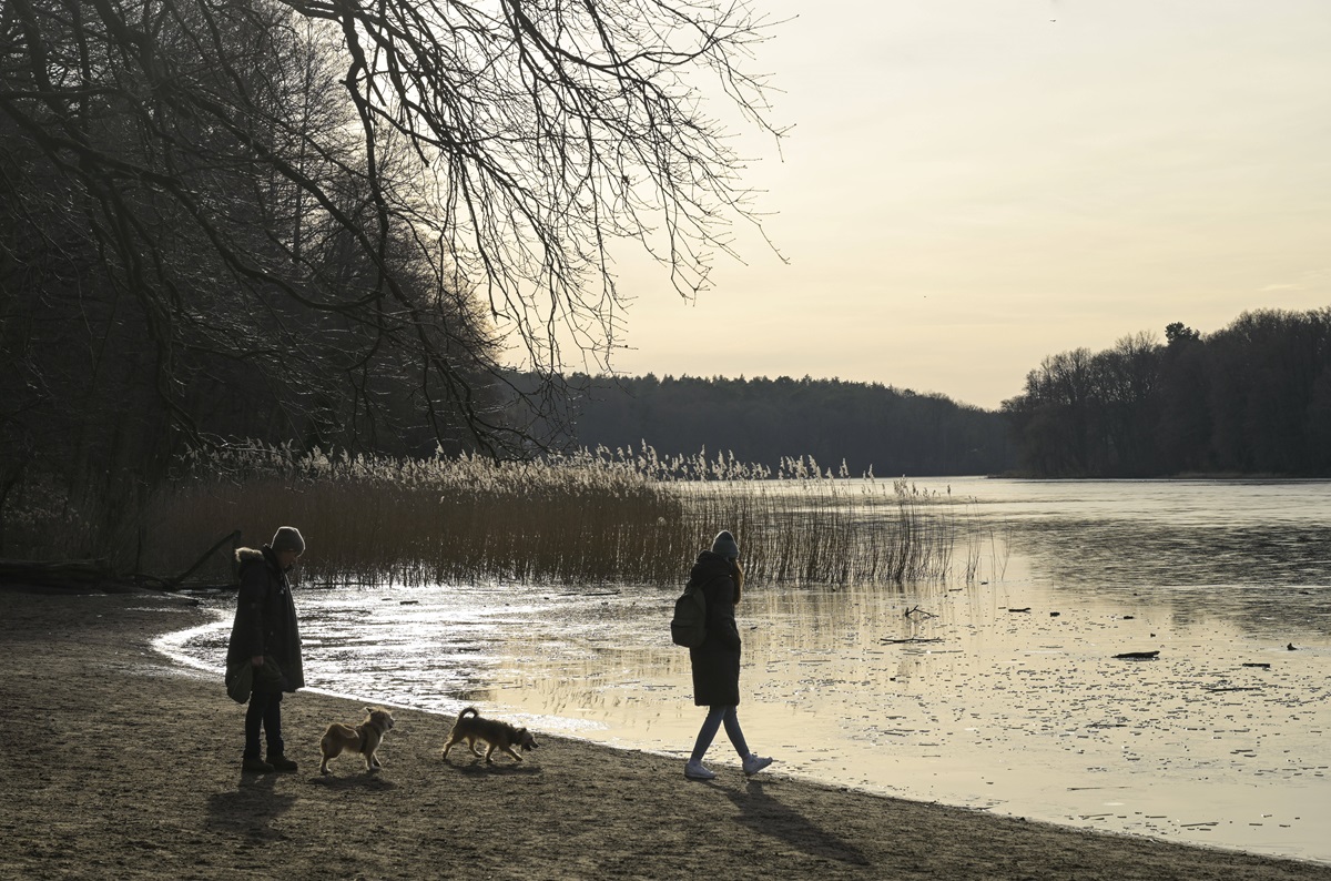 Hunde spielen abends an einem See in Berlin.