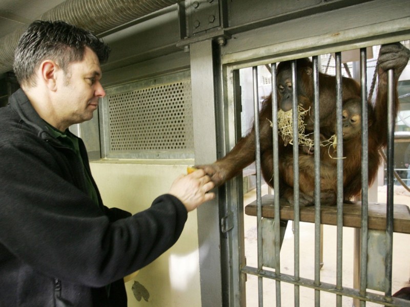 Der Zoo Berlin teilte mit, dass Orang-Utan-Dame Bini verstorben ist.